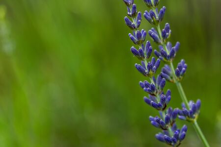 Lavender in rustic style on green background.の写真素材