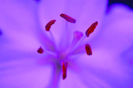 Beautiful abstract closeup of pink lily garden. Floral design macro.の写真素材