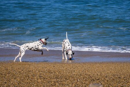 Two dogs Dalmatians in the waves beach. Vacation, holiday. Summer background. High quality photoの写真素材