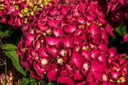 Hydrangea flower summer green garden. Bright red color. Spring fashion. Green leaf.