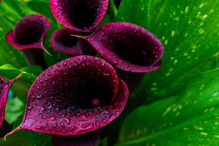 Beautiful closeup of Calla Lily Night Cap, dramatic-looking, for decoration design. Drops on a leaves after rain.の写真素材