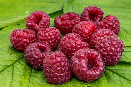 Raspberry on a green leaves close up macro. Nature background. Fresh fruit. Natural product.の写真素材