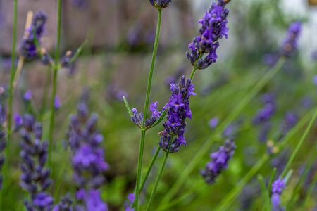 Lavender closeup on green rustic nature background. High quality photoの写真素材