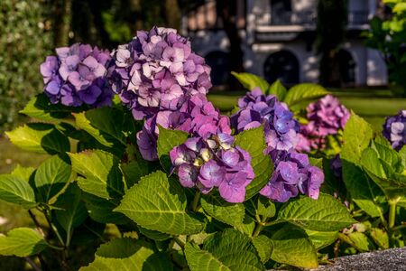 Pink hydrangea. Summer green garden. Bright pink color. Spring fashion. Green leaf.の写真素材