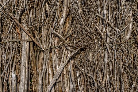 Dry branch fence. Beautiful rustic closeup. Wood texture, abstract wooden background. Background texture old.の写真素材