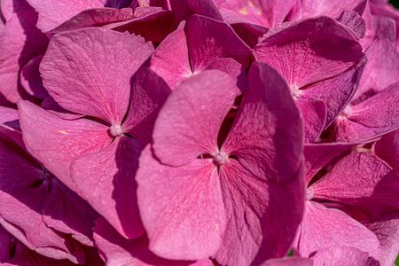 Pink hydrangea. Summer green garden. Bright pink color. Macro.