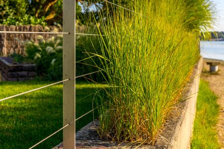 Beautiful decorative grass, great design for any purposes. Beautiful natural landscape. Summer green garden.の写真素材