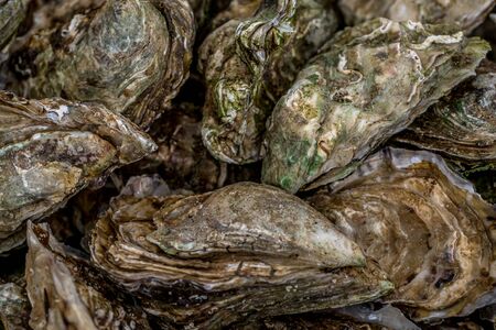 Closeup of oysters. Healthy food background. Top view.の写真素材