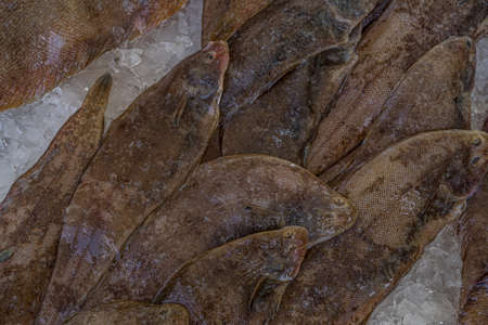 French fish market. Fresh flounder on the ice.の写真素材