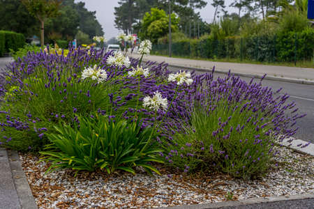 Soft focus. Close up Lavender and Allium flowers, growing along the road on green background. Gardening season. Summer background. Summer green garden.の写真素材