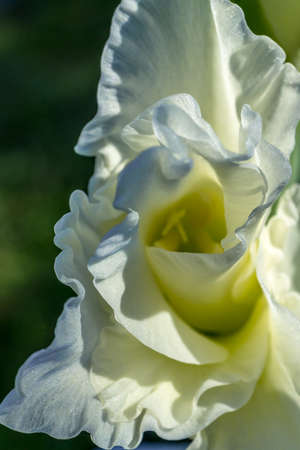 Beautiful closeup of gladiolus in the garden. Soft focus. Light background. Summer, spring background. Nature background. Green leaf. White gladiolus in beautiful style on light background.の写真素材