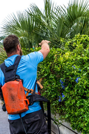 Gardener cuts flowers, great design for any purposes. Green background. Summer gardening work. Gardening season.の写真素材