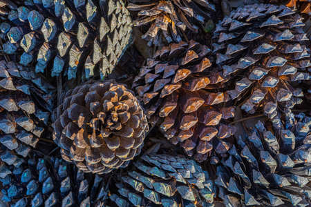 Pine cone in rustic style. Xmas new year card background. Winter forest. Merry christmas card. Hight quality photoの写真素材