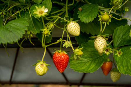 Close up fresh organic strawberry. Strawberries being grown commercially. Macroの写真素材