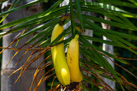 Ripe bananas tied to a decorative palm tree. Soft focus backgroundの写真素材