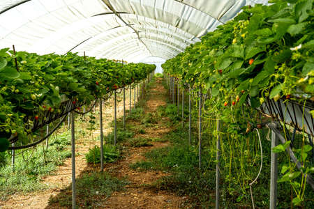 Soft focus background. Fresh organic strawberry. Strawberries being grown commercially. Summer seasonの写真素材