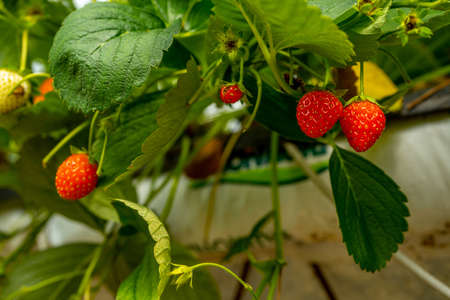 Soft focus background. Close up fresh organic strawberry. Strawberries being grown commercially. Macroの写真素材