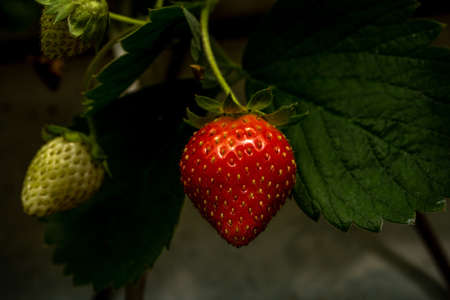 Soft focus background. Close up fresh organic strawberry. Strawberries being grown commercially. Macroの写真素材
