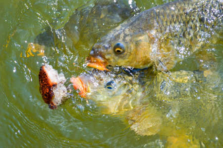 A Big Carps eating bread in a lake. Macro close-up
