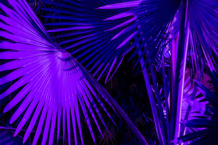 Tropical palm leaves, dark violet color. Floral pattern background, real photo.
