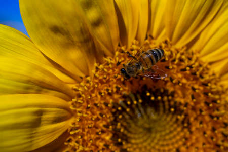 Yellow sunflower with bee collecting pollen. Macro view of sunflower in bloom. Organic and natural...