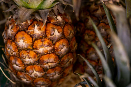 Close-up of ripe pineapple with green leaves. Full frame short.の写真素材
