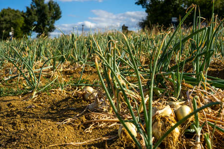 Field with ripe onions for harvest. Productivity of French farmers. Selective focusの写真素材