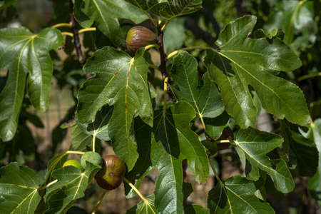 Ripe purple figs hanging from a tree. Closeup detail of texture and color. Selective focus