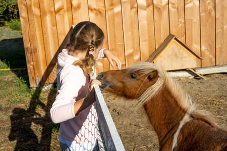 Little girl caress shetland pony. Best friendsの写真素材