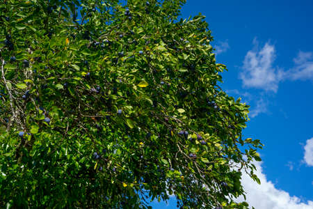Ripe plums hanging from a tree branch ready to be harvested. View of fresh organic fruits with green...
