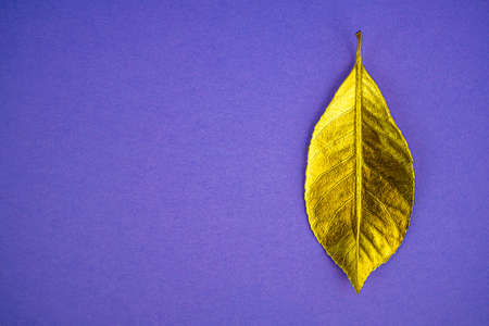 Dry Leaf painted in gold on a violet background. Flat layout with space for text. High quality photoの写真素材