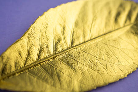 Dry Leaf painted in gold on a violet background. Flat layout with space for text. High quality photoの写真素材