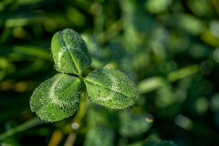 The green trefoil leaf with dew drops. Autumn fresh morning. Selective focus, macro close-up