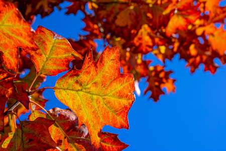 Fall oak trees, yellow red background on the blue sky. Bright autumn leaves in the natural...