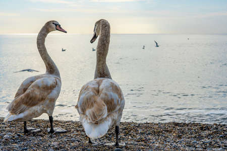Two swans stand on the coastline of the sea, look to each other, friendship concept. Selective focusの写真素材