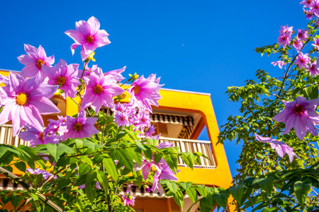 Beautiful cosmos colorful flowers in the garden. High quality photoの写真素材