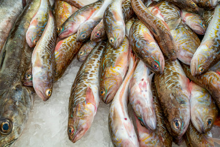 Capbreton, France 27.06.2020 Fresh fishes in a market. Fish caught in the Atlantic ocean. High quality photoのeditorial素材