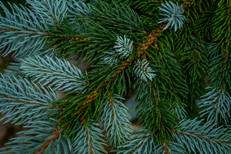 Blue fir tree branch. Winter mood, dark background. Close-up
