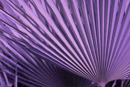 Violet palm tree leaf with sunlight reflection. Abstraction background.の写真素材