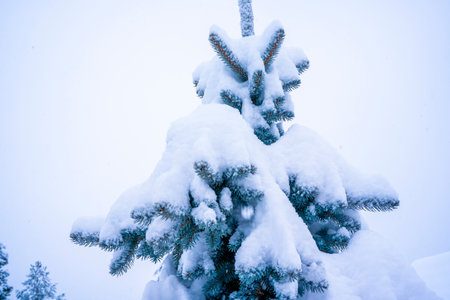 Winter landscape, forest with snow covered fir-trees. Soft focus background. High quality photoの写真素材