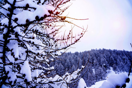 Winter background with small pine cones covered with thick layer of snow. Sunset on the french Alps....