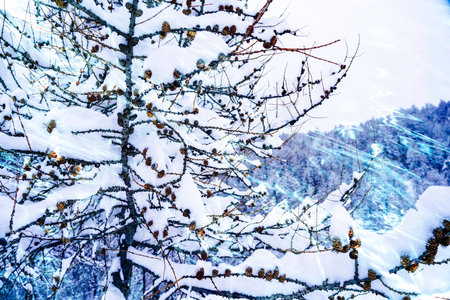Winter background with small pine cones covered with thick layer of snow. Sunset on the french Alps....