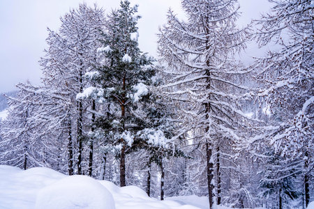 Pine tree branches with small cones in the mountain winter forest. Panoramic view of winter forest...