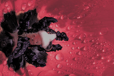 Water drops on pink tulip petal close-up. Abstract floral background, spring time nature detail. High quality photoの写真素材