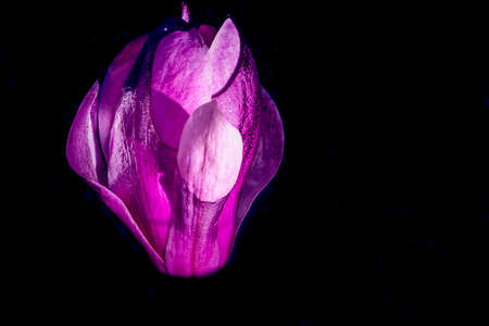 Big flower of magnolia on the dark water. Artistic macro close up. Elegant wet petals glowing and...