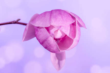 Magnolia flower bud in spring time, blurred focus blue sky background.の写真素材