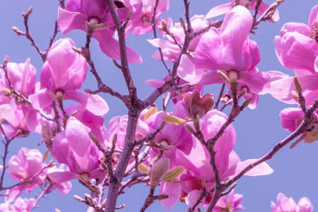 Magnolia big pink blossom tree flowers, close up branch, outdoor. High quality photo
