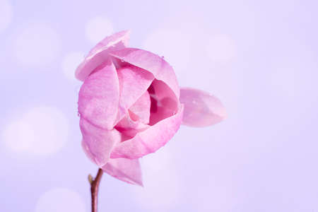 Close up of rain drops on a big Magnolia flower, selective focus. Light violet bokeh blurred background. High quality photoの写真素材