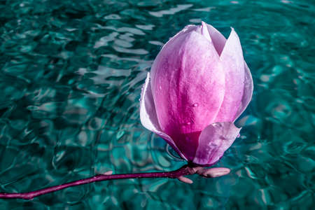 Big flower of magnolia on the azur water. Artistic macro close up. Elegant wet petals glowing and...
