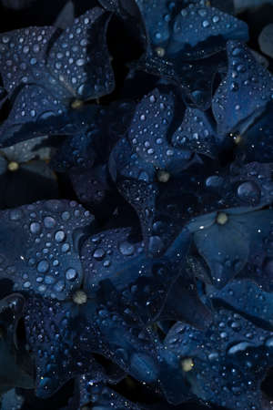 Dark blue hydrangea flower with water droplets. Macro close-up. Floral background, wallpaper. High quality photoの写真素材